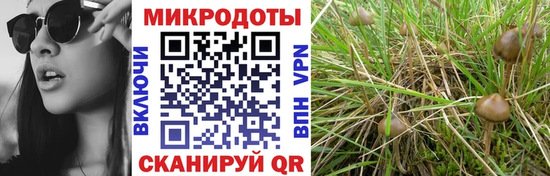 Псилоцибиновые грибы Psilocybe Абдулино